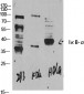 IκB-α Polyclonal Antibody
