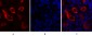 IκB-α Polyclonal Antibody