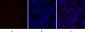 IκB-α Polyclonal Antibody