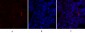 IκB-α Polyclonal Antibody