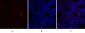 IκB-α Polyclonal Antibody