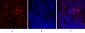 IκB-α Polyclonal Antibody