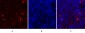 IκB-α Polyclonal Antibody