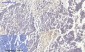 IκB-α Polyclonal Antibody