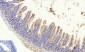 IκB-α Polyclonal Antibody