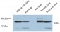 IκB-α Polyclonal Antibody