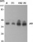 JAB1 Polyclonal Antibody