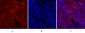 JAK1 Polyclonal Antibody