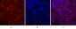 JAK1 Polyclonal Antibody