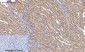 JAK1 Polyclonal Antibody