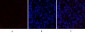 JAK2 Polyclonal Antibody