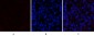 JAK2 Polyclonal Antibody