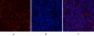 JAK2 Polyclonal Antibody