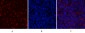 JAK2 Polyclonal Antibody