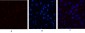 JAK3 Polyclonal Antibody