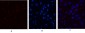 JAK3 Polyclonal Antibody