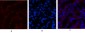 JAK3 Polyclonal Antibody