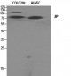 JIP-1 Polyclonal Antibody