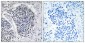 JIP-3 Polyclonal Antibody