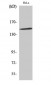 JIP-3 Polyclonal Antibody