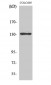 JMY Polyclonal Antibody