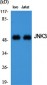JNK3 Polyclonal Antibody