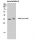 Jun B Polyclonal Antibody