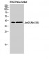 Jun D Polyclonal Antibody