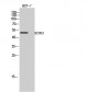 KCNG3 Polyclonal Antibody