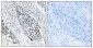 KDEL Receptor 2 Polyclonal Antibody