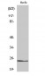 KDEL Receptor 2 Polyclonal Antibody