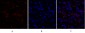 Ki-67 Polyclonal Antibody