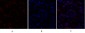 Ki-67 Polyclonal Antibody