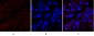 Ki-67 Polyclonal Antibody