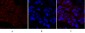 Ki-67 Polyclonal Antibody