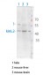 KIR6.2 Polyclonal Antibody