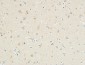 KiSS-1R Polyclonal Antibody