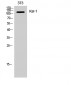 Ksr-1 Polyclonal Antibody