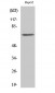 Ku-70 Polyclonal Antibody