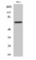 Ku-70 Polyclonal Antibody