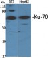 Ku-70 Polyclonal Antibody