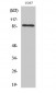 Ku-80 Polyclonal Antibody