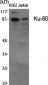 Ku-80 Polyclonal Antibody