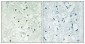 Ku-86 Polyclonal Antibody