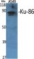 Ku-86 Polyclonal Antibody