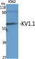 KV1.1 Polyclonal Antibody