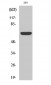 Kv1.3 Polyclonal Antibody