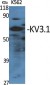 KV3.1 Polyclonal Antibody