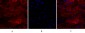 Lamin A/C Polyclonal Antibody