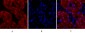 Lamin A/C Polyclonal Antibody